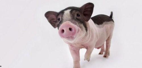 小猪吃不停爆料视频,揭秘萌宠美食狂欢现场