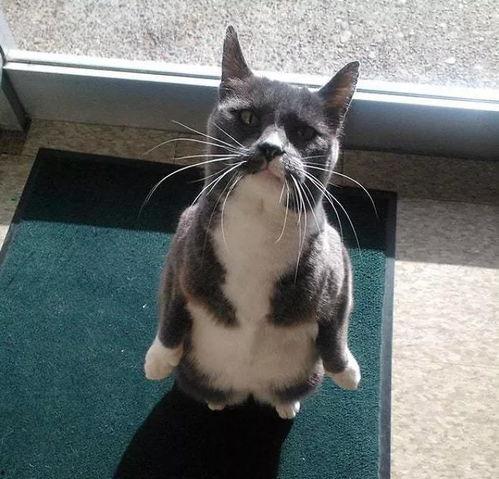 企鹅吃瓜免费,揭秘动物界的趣味生活瞬间