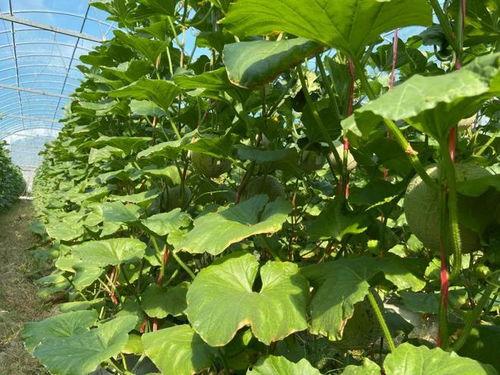 2022 娱乐吃瓜,吃瓜群众狂欢手册